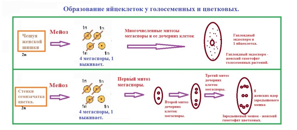 3. образование яйцеклеток у голосеменных и цветковых.jpg